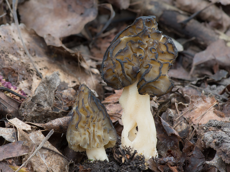 Morchella semilibera